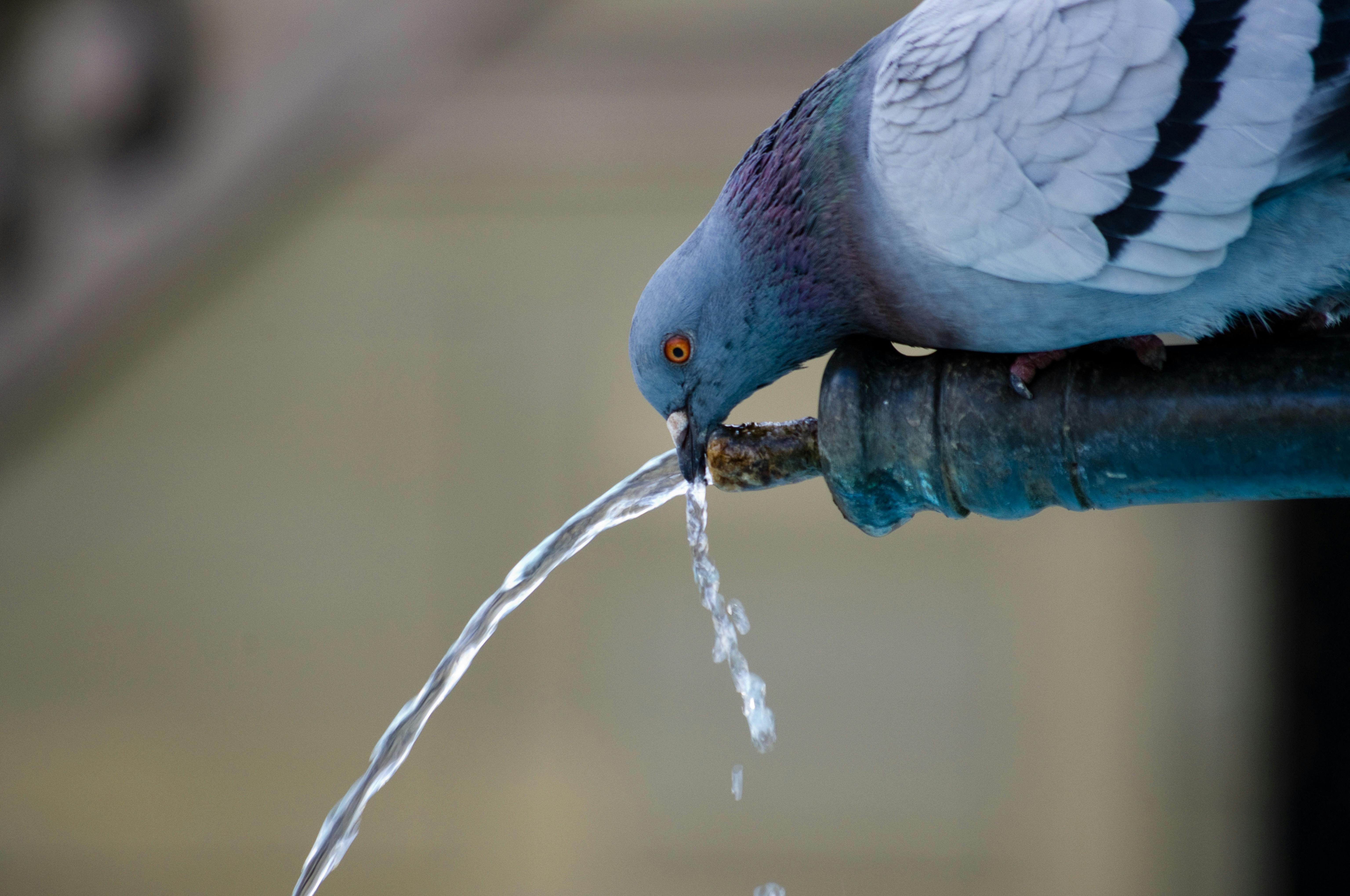water softener chennai